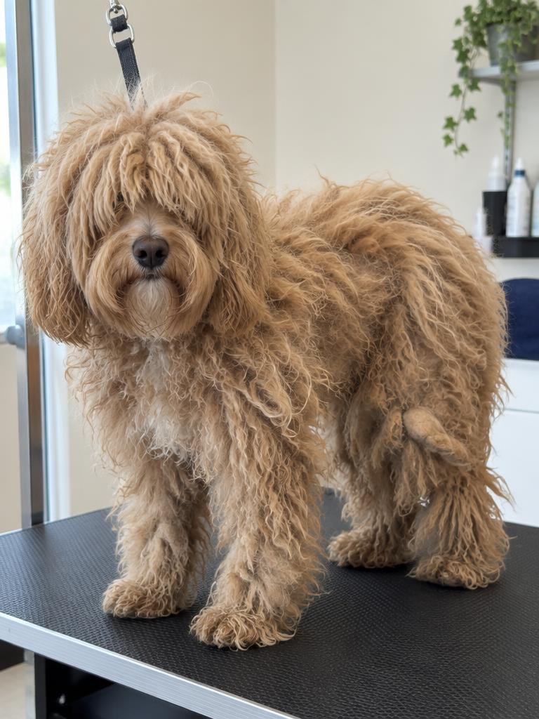 Bramble the cockapoo before her groom, coat matted and overgrown